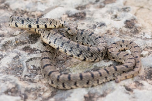 Preview: An Algerian Whip Snake, Hemorrhois algirus, found on the Island of Malta, there known as Serp Ahdar