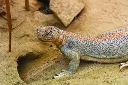 Preview: African spiketail lizard (Uromastyx acanthinura) laying on a bed of rocks in its natural habitat