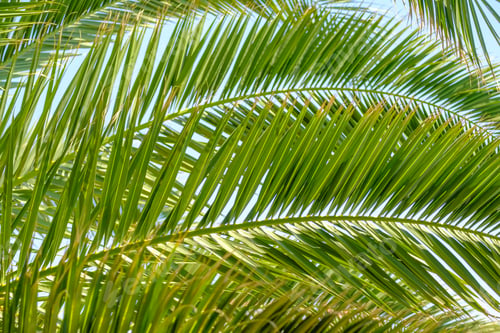 Preview: Palm tree leaves against the blue sky. Floral pattern background