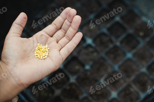 Preview: Farmer starting seeds in a greenhouse