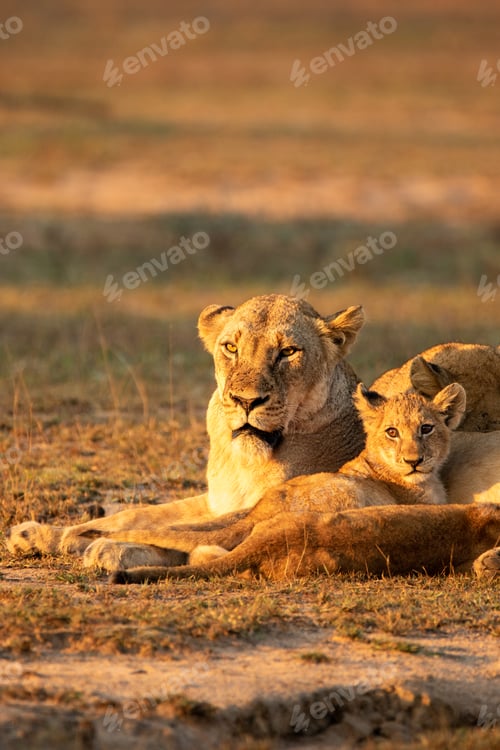 Preview: Lioness with Lion Cub in Golden Light