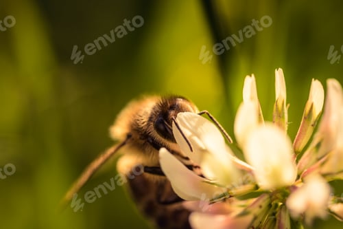 Preview: Honey Bee in collecting pollen