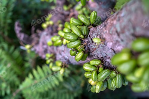 Preview: Averrhoa bilimbi, the fruit that grows on the trunk of the tree