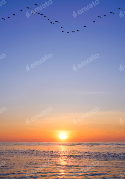 Preview: Silhouette flock of crane birds flying on colorful morning sky background over sea in vertical frame