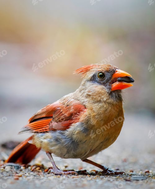 Preview: Purple finch (Haemorhous purpureus) bird perched on a twig with a lush green tree in the background