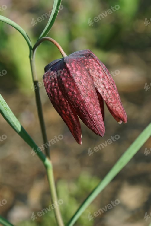 Preview: Snake'S Head Fritillary (Fritillaria Meleagris). Called Chess Flower, Frog-Cup, Guinea-Hen Flower