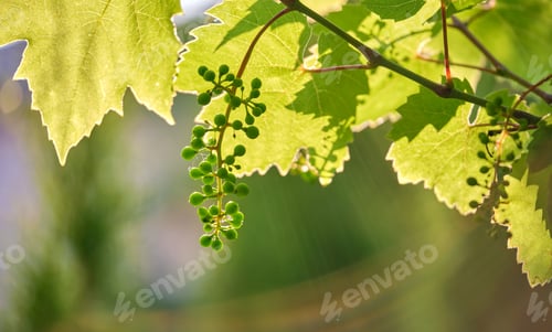 Preview: Green sprouts of grape branch growing in vine yard in spring garden