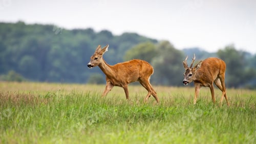 Preview: Roe deer male following female in rutting season on the meadow