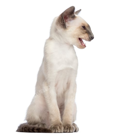 Preview: Oriental Shorthair kitten, 9 weeks old, sitting, looking away and meowing against white background