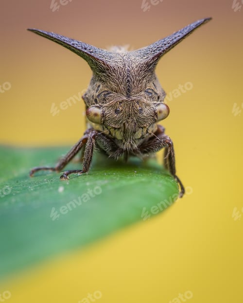 Preview: insect (centrotus cornutus)
