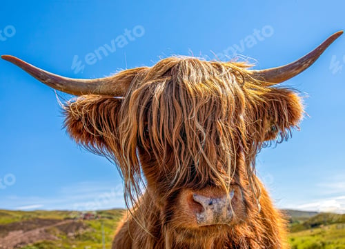 Preview: Fluffy brown highland cattle enjoying the sunshine in the green field