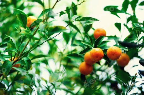 Preview: Orange tree with whole fruits. Fresh oranges on branch with green leaves, sunlight effect. Summer