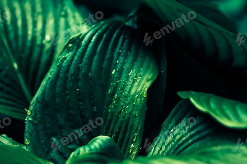 Preview: big wet rainy leaves