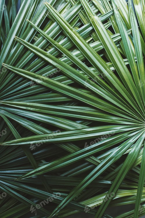 Preview: Abstract natural decor art background. Pattern from tropical plant palm leaves. High resolution.