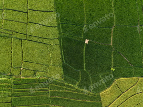 Preview: Aerial view of rice fields, Bali, Indonesia