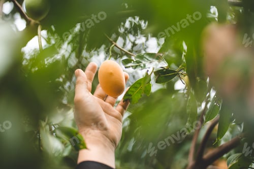 Preview: Thai Plango fruit or Boueaburmanica Griff, Tropical fruit calling Ma Yong Chid in orchard