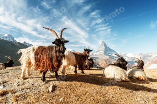 Preview: Picturesque view of Matterhorn peak and Stellisee lake in Swiss Alps