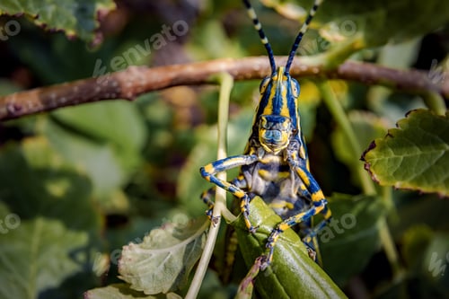 Preview: Aularches miliaris is a monotypic grasshopper species of the genus Aularches.