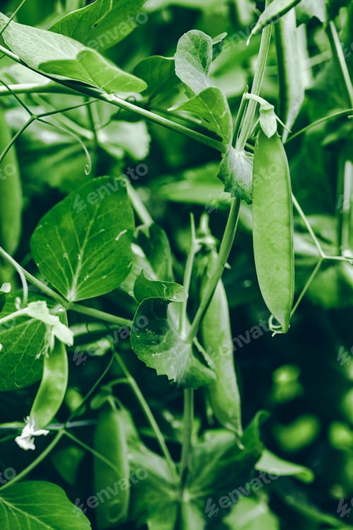 Preview: Green peas grow garden. Pods of young green peas growing.