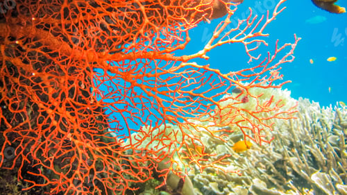 Preview: Colorful Red Hard Corals and some Coral Fish around on Kri, Raja Ampat, Indonesia