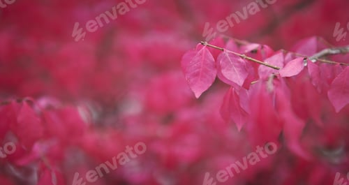 Preview: Colorful autumn leaves red and pink blurry background