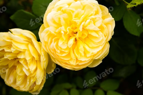 Preview: Roses