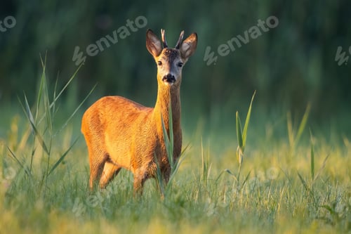 Preview: Roe deer buck looking on a green meadow illuminated by a warm light at sunrise