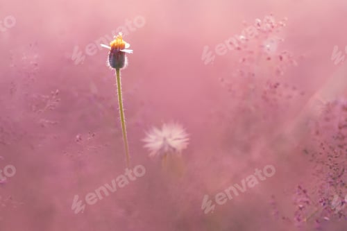 Preview: wild flower