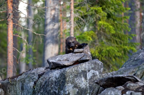 Preview: Wolverine animal on rocks in a forest in Finland with a blurry background
