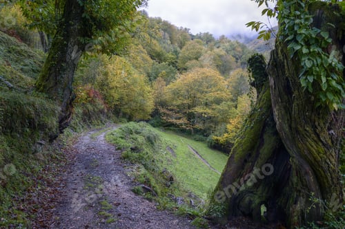 Preview: Old cart track goes into the mythical Devesa da Rogueira forest