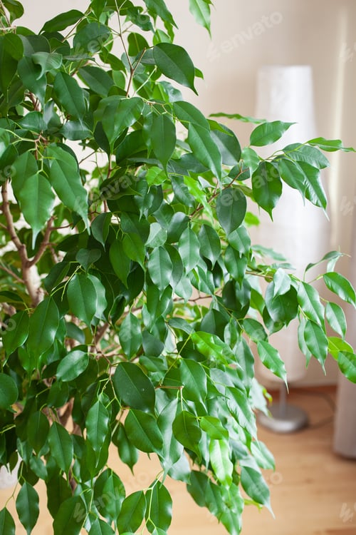 Preview: ficus benjamina large green houseplant