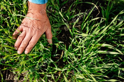 Preview: Unrecognizable man touching green seedlings in field.