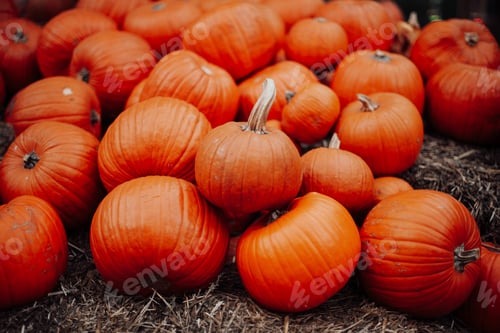 Preview: Pumpkins for sale at an outdoor market in autumn season