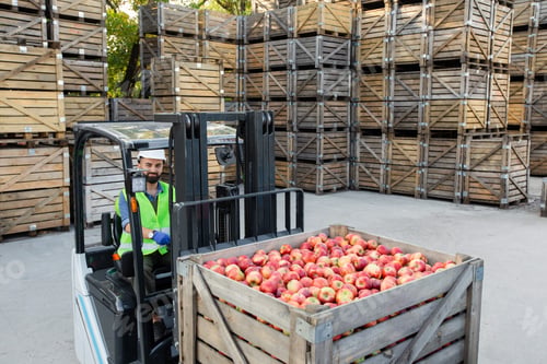 Preview: Forklift carries crates of fruit, driver work, ripe, red, fresh, tasty apples in container