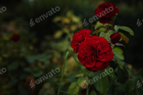 Preview: Beautiful roses in garden, roses for Valentine Day.