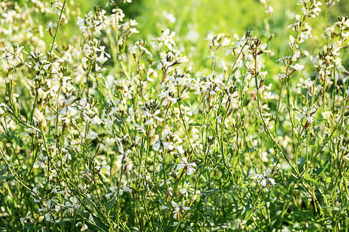 Preview: Blossom Rucola in Sunlight.