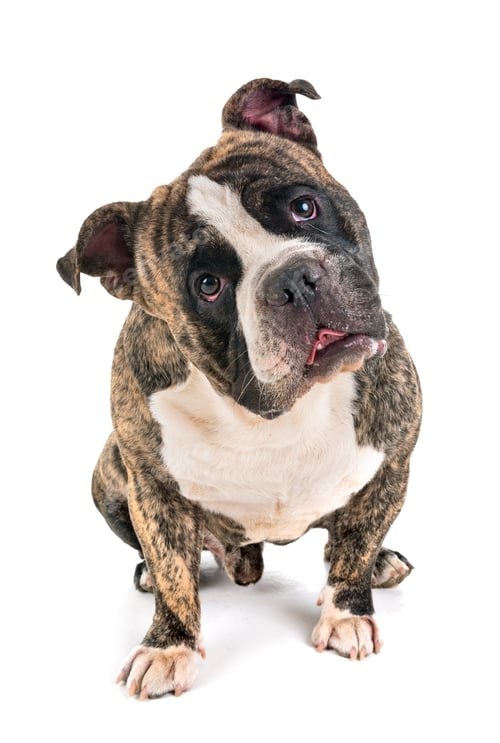 Preview: male american bully