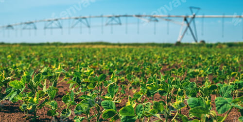 Preview: Cultivated soybean field with agricultural irrigation sprinklers in background