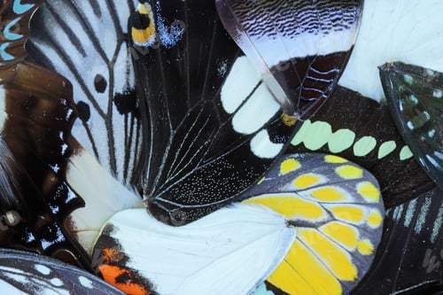 Preview: Full frame butterfly wings background