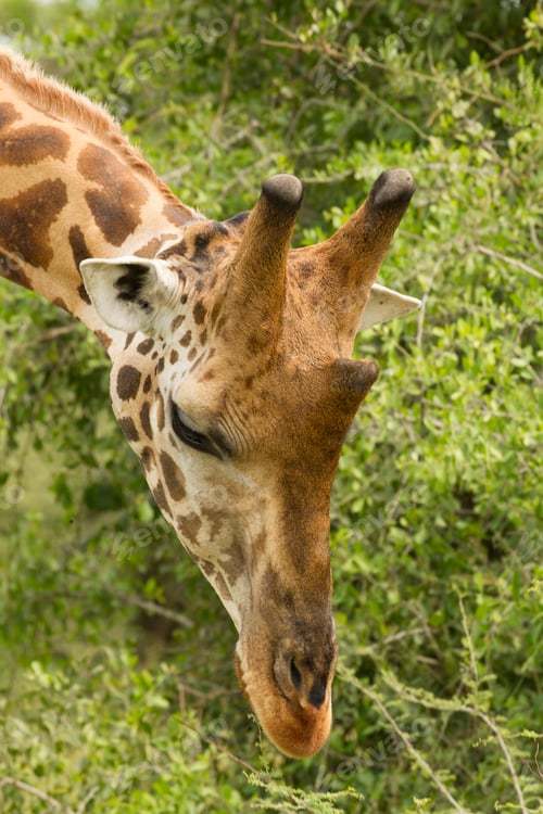 Preview: Rothschild's Giraffe (Giraffa camelopardalis rothschildi), Murchison Falls National Park, Uganda