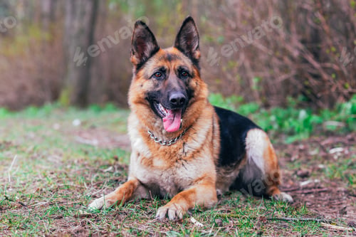 Preview: German shepherd lying on the ground in the forest