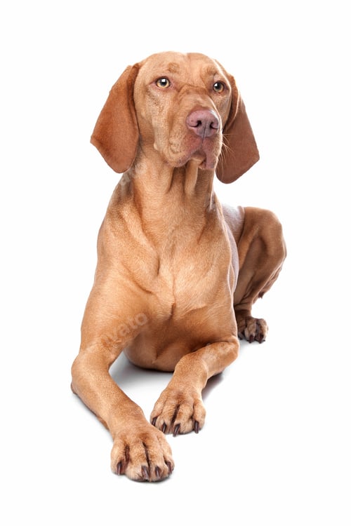 Preview: dog