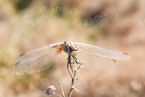 Preview: Dragonfly on dried branch