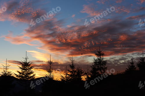 Preview: Row of silhouetted pine trees stands against vibrant sunset sky.