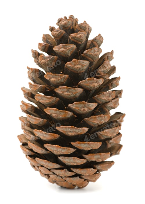 Preview: Pine cone