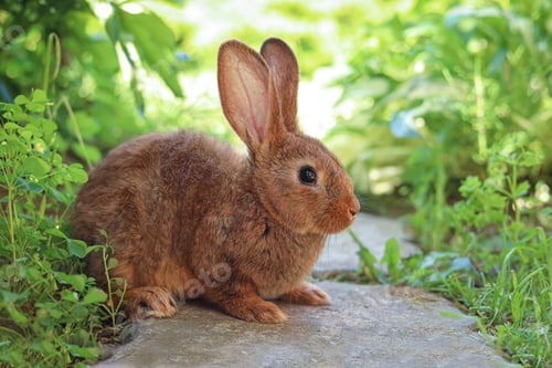 Preview: Cute fluffy rabbit on paved path in garden