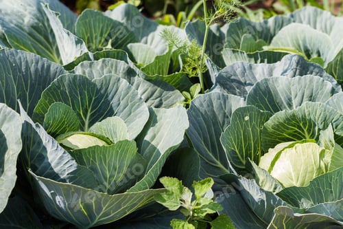 Preview: Urban Garden