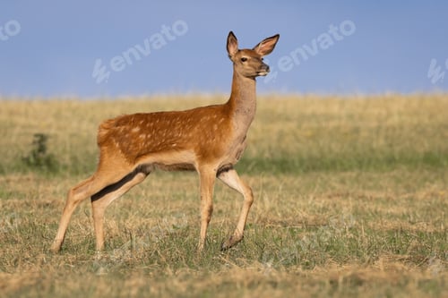 Preview: Cautious red deer walking on meadow in summer nature