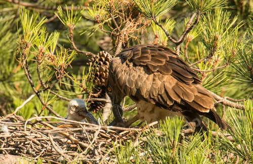 Preview: Eagle near newborn bird in nest
