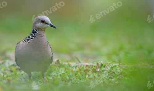 Preview: Spotted dove bird searching for food on the ground. Front view of the bird,